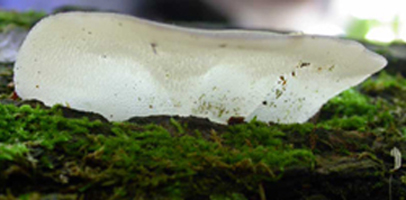 Pseudohydnum gelatinosum – A young fruiting body is back-lit to show the translucent character.